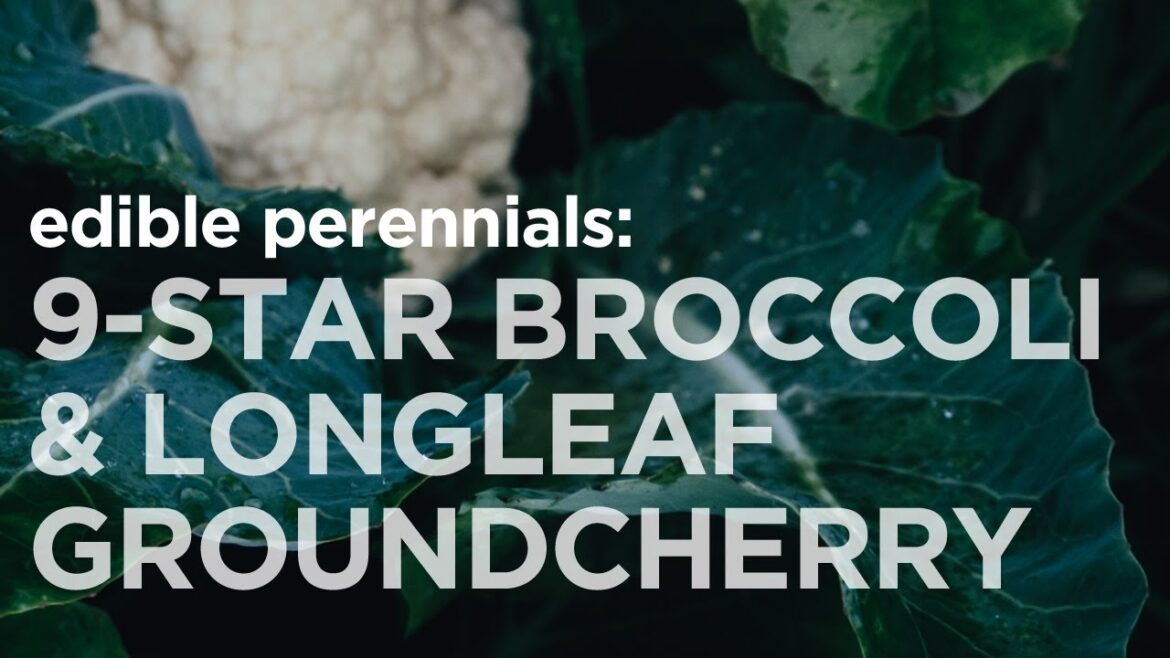 Edible Perennials // 9-Star Broccoli & Longleaf Groundcherry Edible Perennials // 9-Star Broccoli & Longleaf Groundcherry