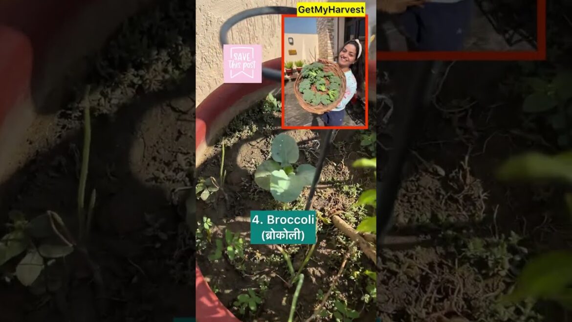 October November mein lagne wali veges | Winter Vegetables #shorts