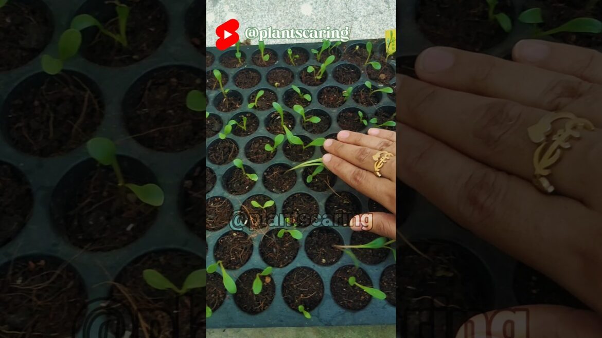 How to propagate plants from seed | पौधों को बीज से कैसे लगायें ।Tips for Plants Care #viral #shorts How to propagate plants from seed | पौधों को बीज से कैसे लगायें ।Tips for Plants Care #viral #shorts
