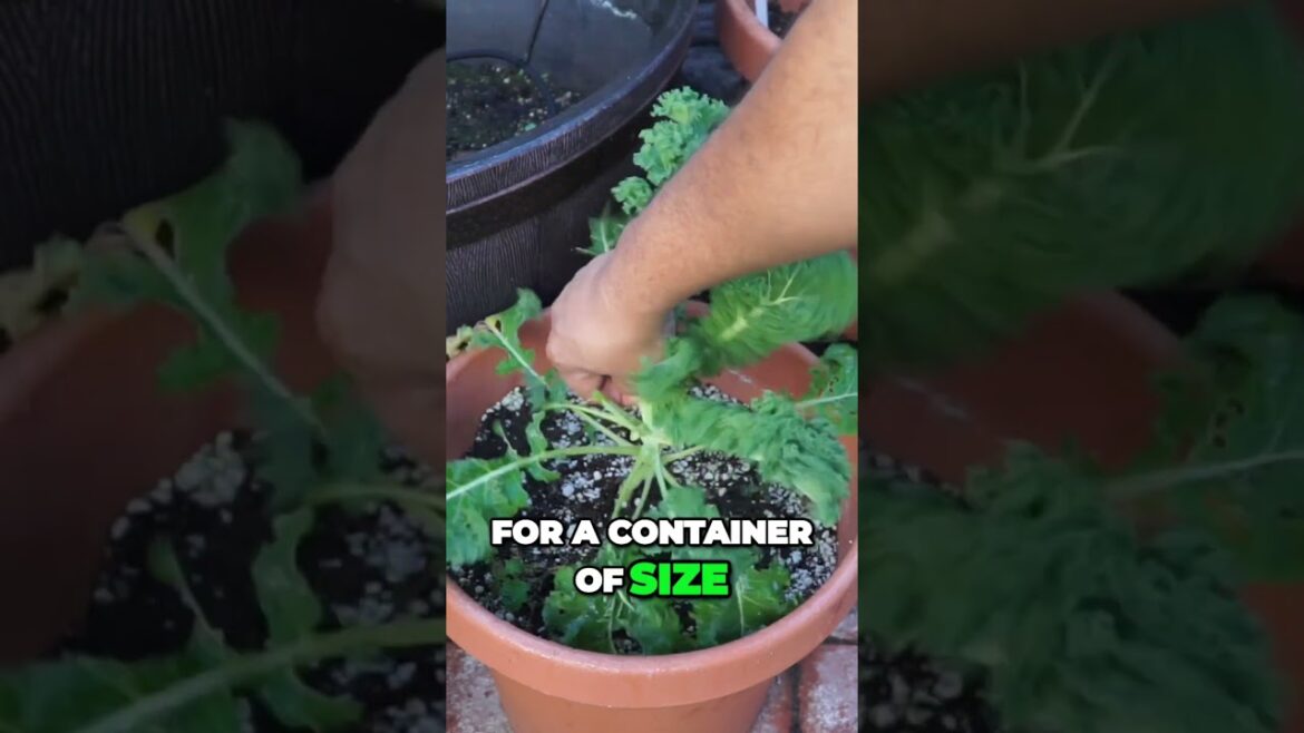 Boost Your Kale Yield with Container Gardening! | #Shorts