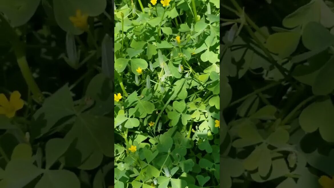 Wood Sorrel | Abundant Easy To Grow Native Wild Edible | Texas Cross Timbers Permaculture Garden Wood Sorrel | Abundant Easy To Grow Native Wild Edible | Texas Cross Timbers Permaculture Garden
