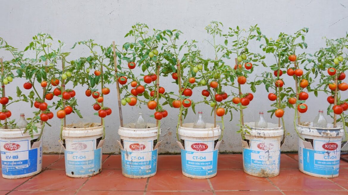 Great technique for growing tomatoes in plastic barrel, bursting with fresh fruit tomatoes