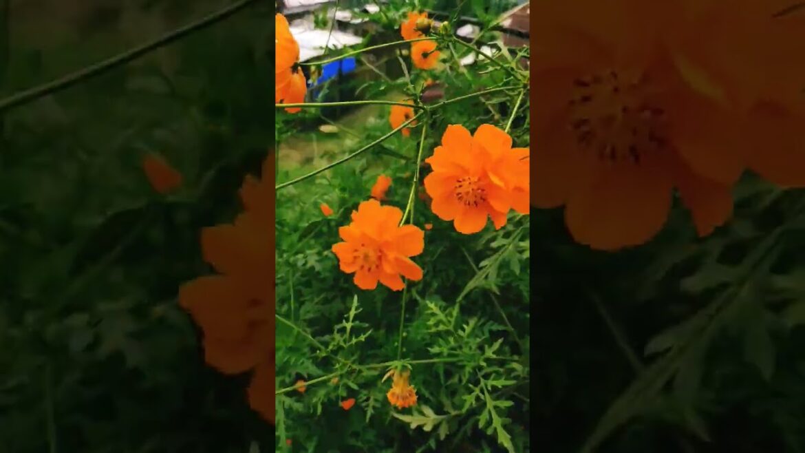 Beautiful Flowers #autumn #gardening #flowers Beautiful Flowers #autumn #gardening #flowers