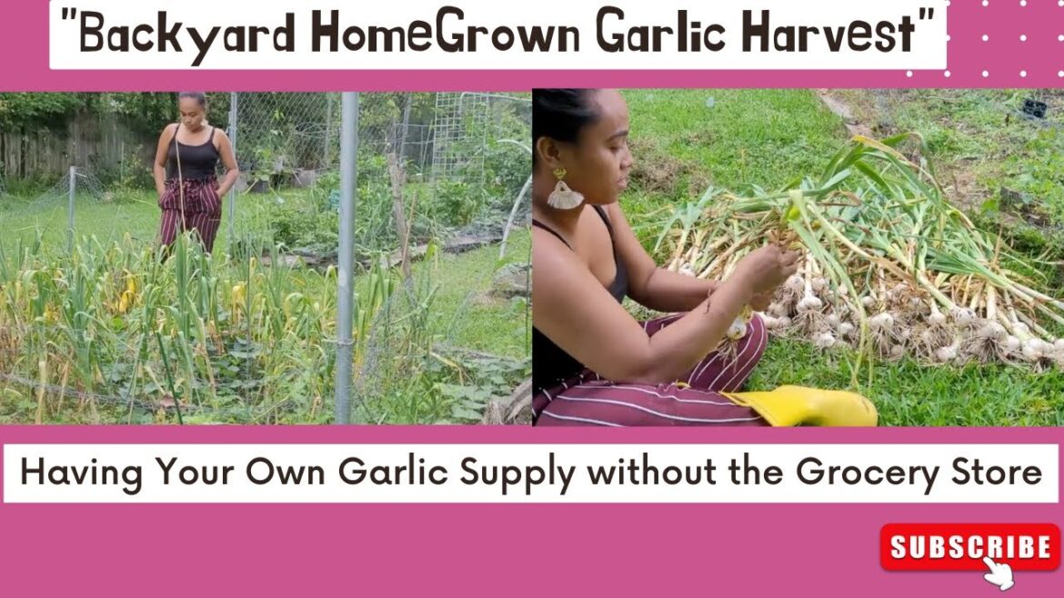 GARLIC HARVEST From "Our BackYard Garden"|#healthyliving