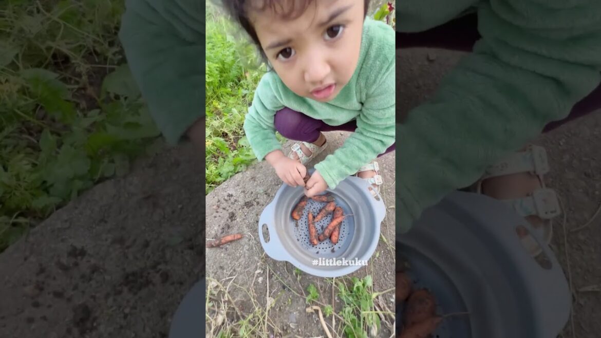 Carrots harvest from our Kitchen Garden #littlekuku #gardening #harvesting #shorts #youtubeshorts