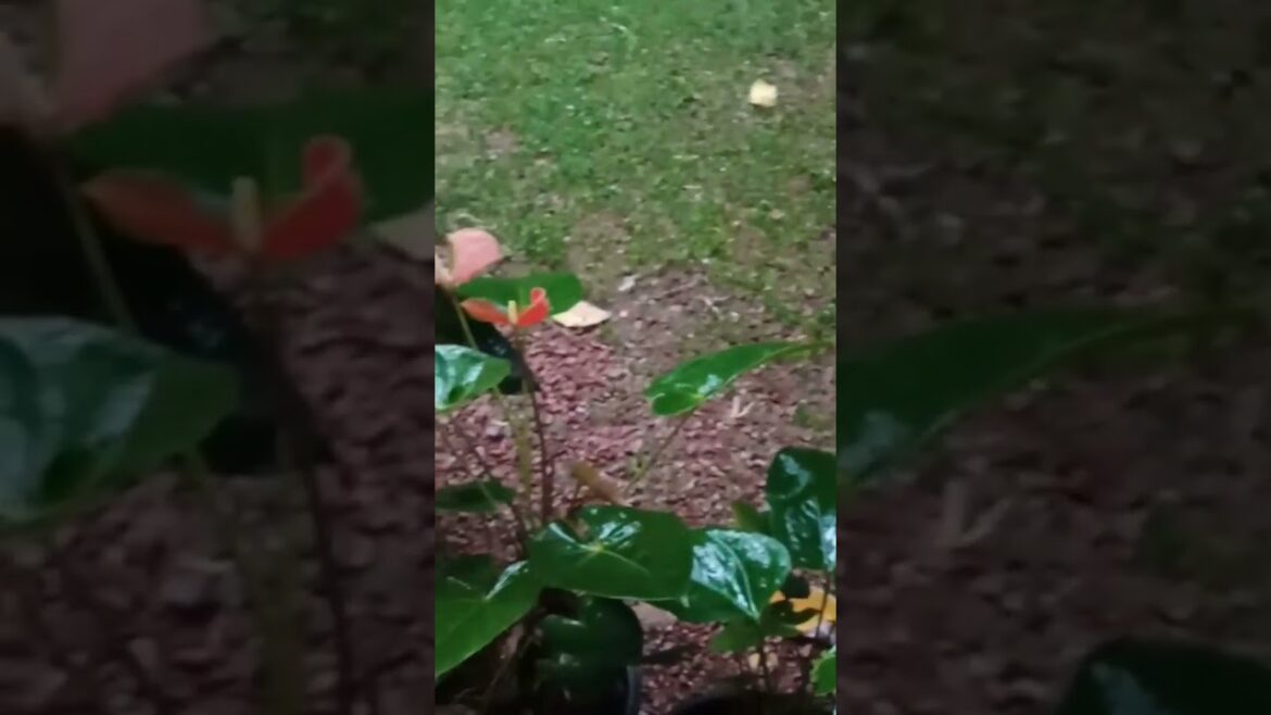 rainy day #travelwithroo #shorts #viral