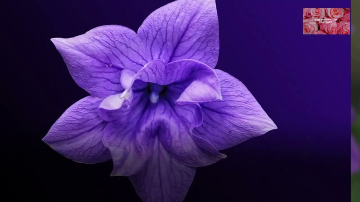 Bellflowers FAQs and Planting Tips