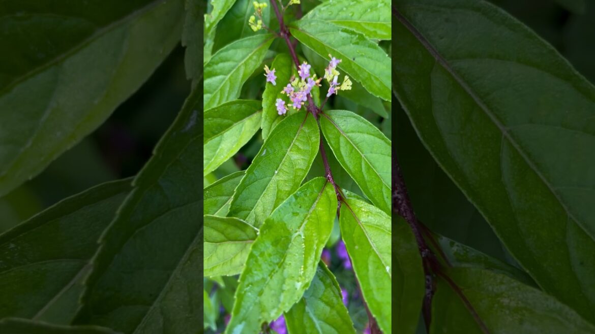 Fall Formation for ‘Early Amethyst’ Purple Beautyberry 💜🍁#garden #plants #shorts #gardening #short