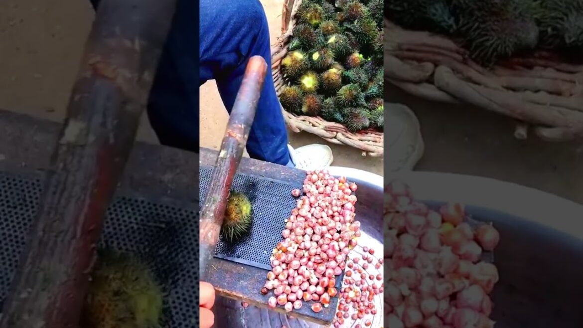 It's Fox Nuts seed harvested #shorts #gardener