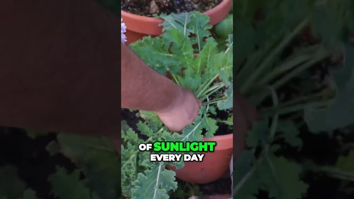 Optimal Sunlight for Thriving Kale Growth | #Shorts