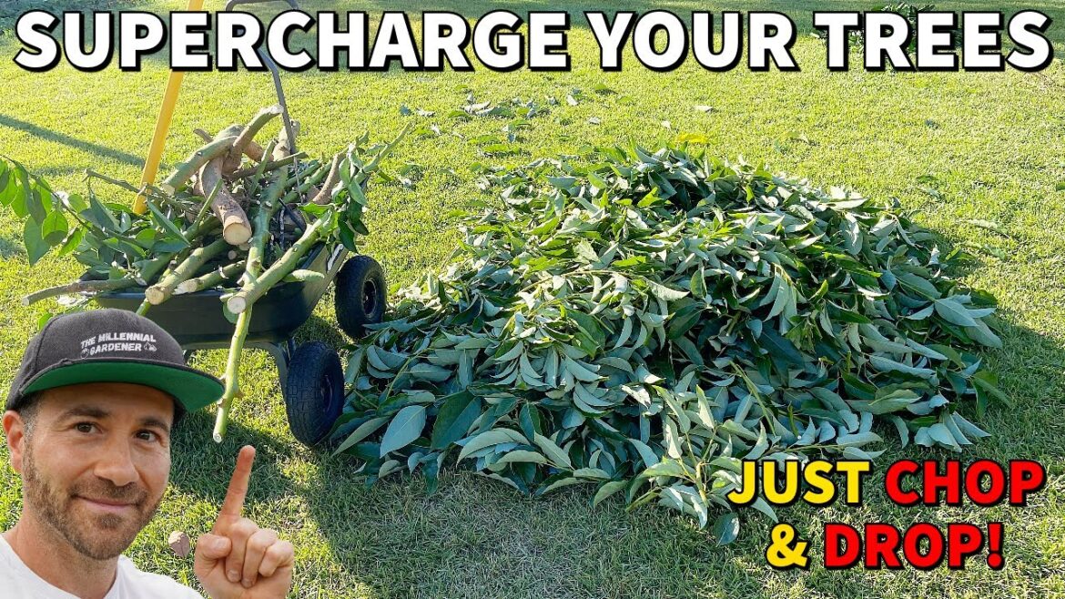 Chop And Drop: The Free Permaculture Secret Tree Care Specialists Don’t Want You To Know! Chop And Drop: The Free Permaculture Secret Tree Care Specialists Don't Want You To Know!