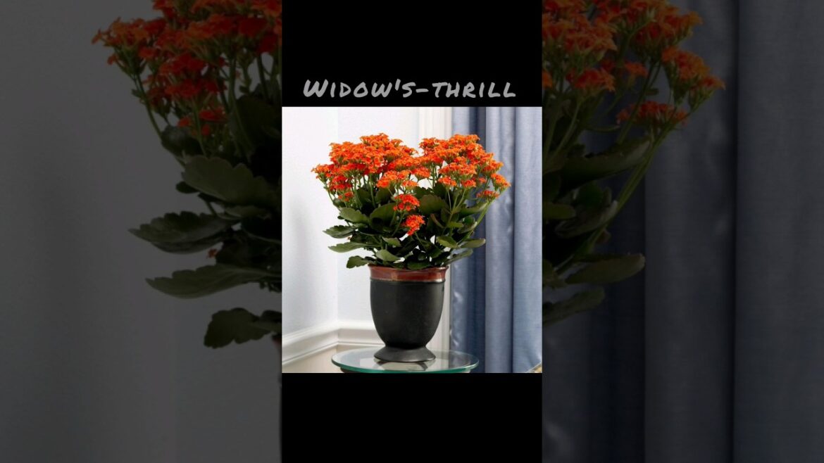 TODAY WE WILL TELL YOU THE NAMES OF PLANTS THAT GROWFROM LEAVES #plants #tip #shorts #treanding