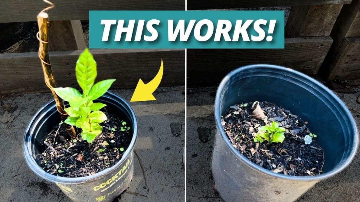 Discover the Magic of Electroculture Gardening