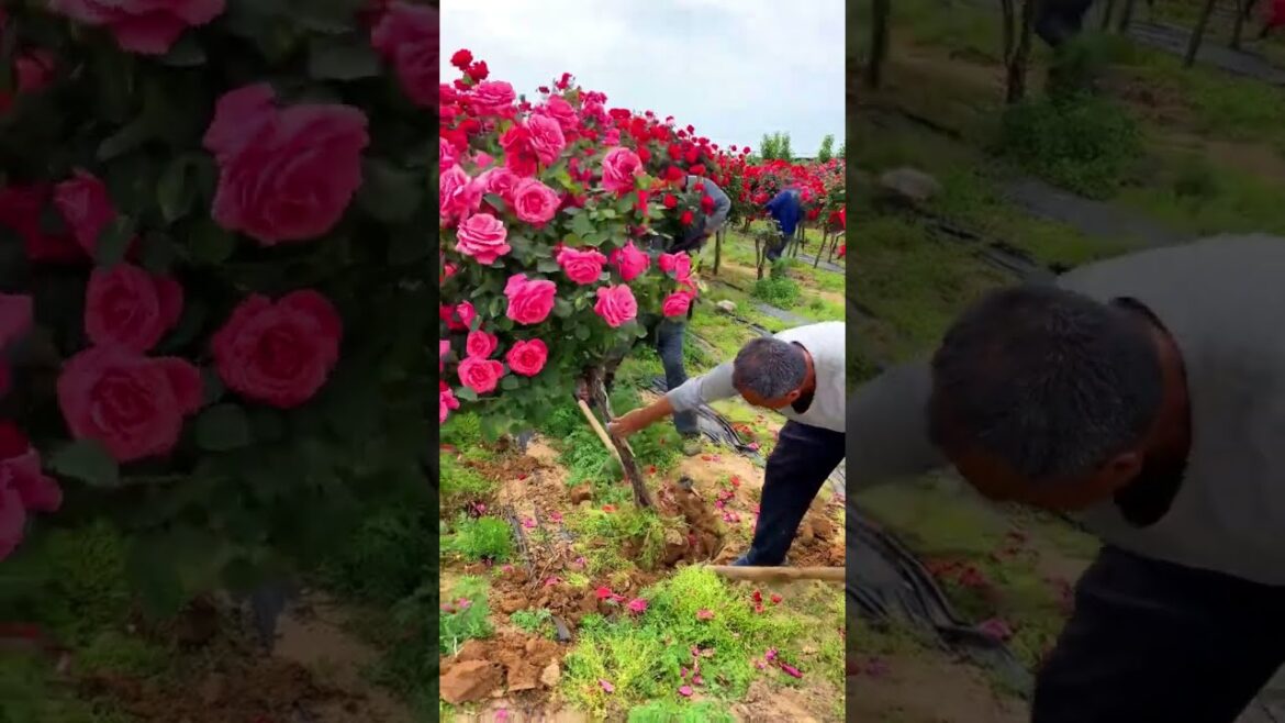 Beautiful tree Rose farm #shorts #gardener #flower