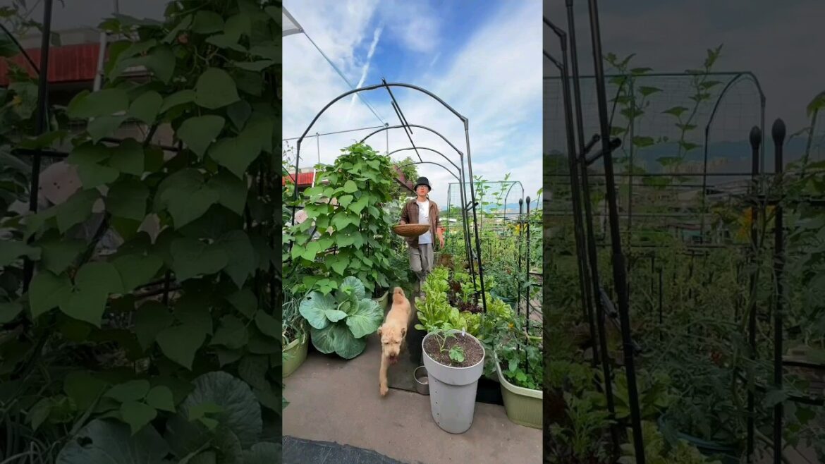 garden vegetables at home ❤️‍🔥💯 #youtubeshorts