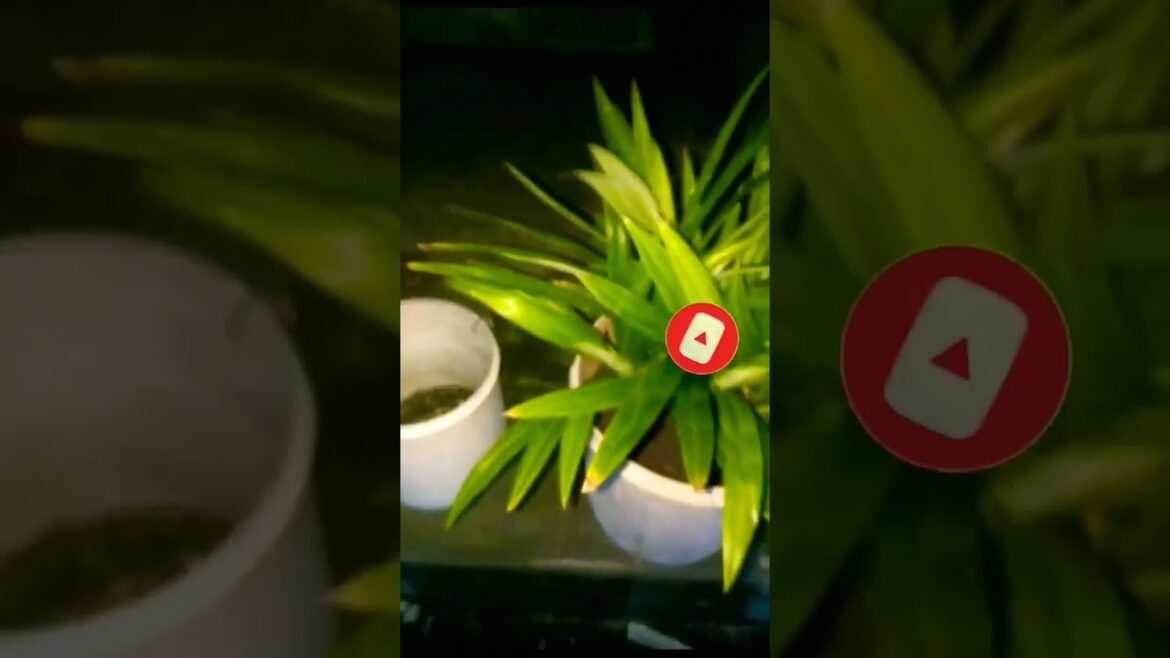 வீட்டுக்கு 😱தேவைப்படும் பிரியாணி🌱 செடி #shorts #viral #trending #plants #nature#gardening #plantlife வீட்டுக்கு 😱தேவைப்படும் பிரியாணி🌱 செடி #shorts #viral #trending #plants #nature#gardening #plantlife