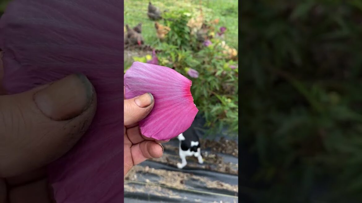 Edible Hardy Hibiscus: The flower you can Eat Fresh or In a Salad
