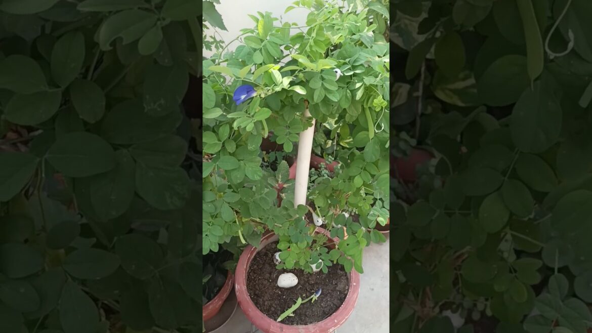 Simple tips to get flowers in a aparajita 💜plants #shortsyoutube #growth #gardening #luckyplant