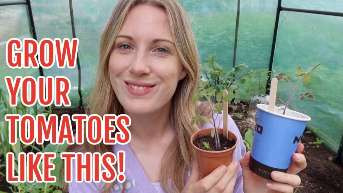 GROW YOUR TOMATOES LIKE THIS! / ALLOTMENT GARDENING FOR BEGINNERS / MAY 2023 GROW YOUR TOMATOES LIKE THIS! / ALLOTMENT GARDENING FOR BEGINNERS / MAY 2023