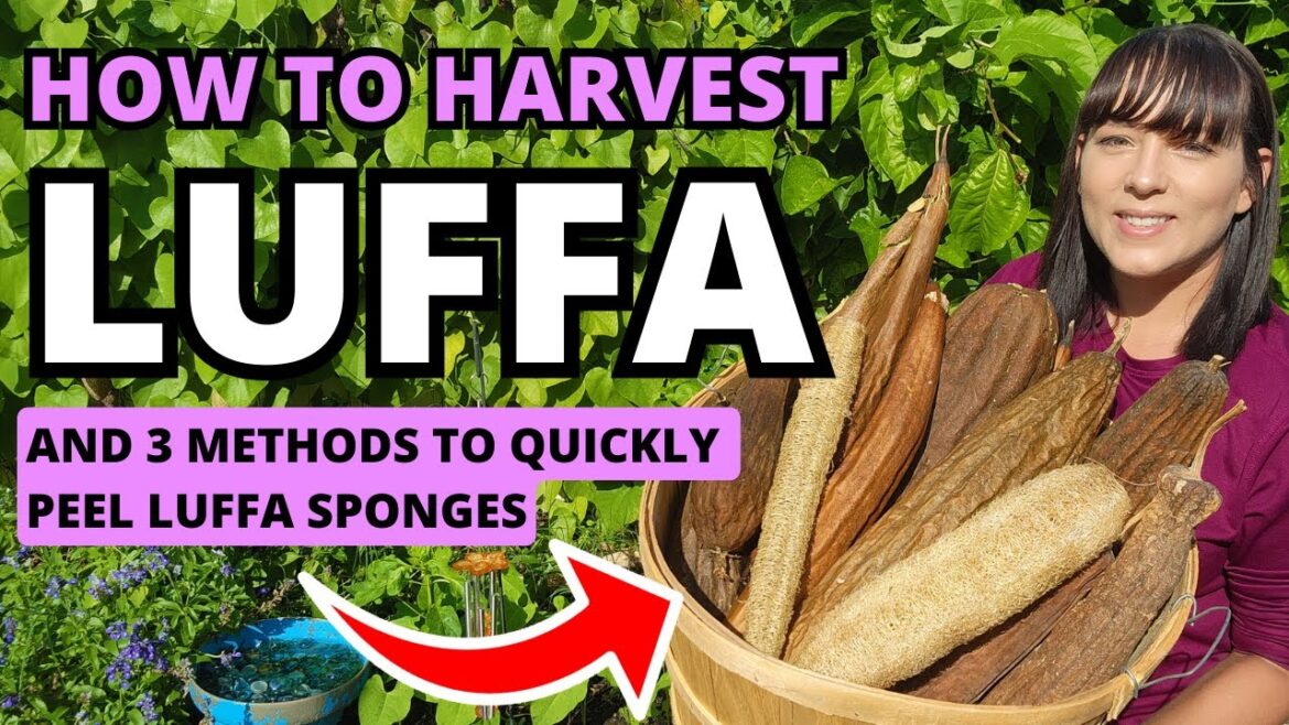 Grow Your Own Sponges! When To Harvest Luffa & Quick Peel Methods #luffa #harvest #garden #plants