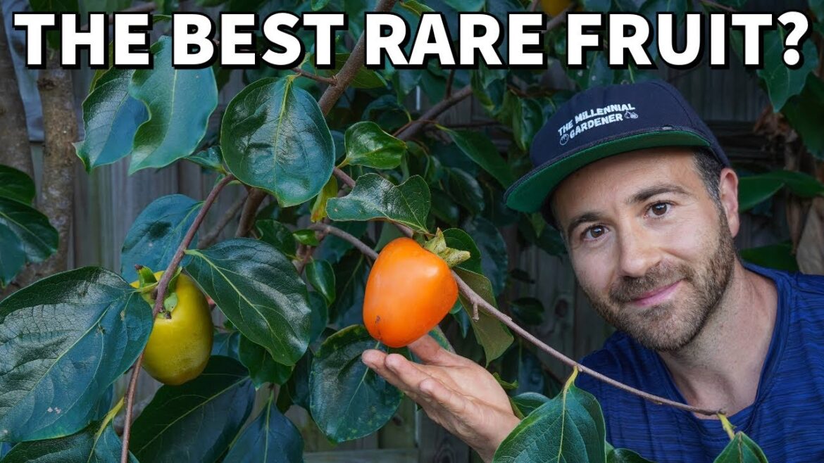 This Asian Persimmon Is The BEST Fruit I've Ever Tasted!