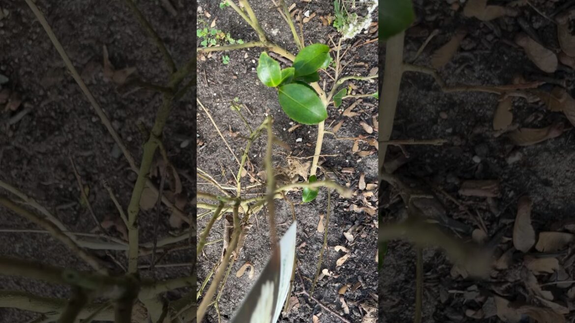 Garden Plant Fails Happen Short 🫣🏥🍃#gardening #plant #shorts #garden #short #plants #gardenshorts