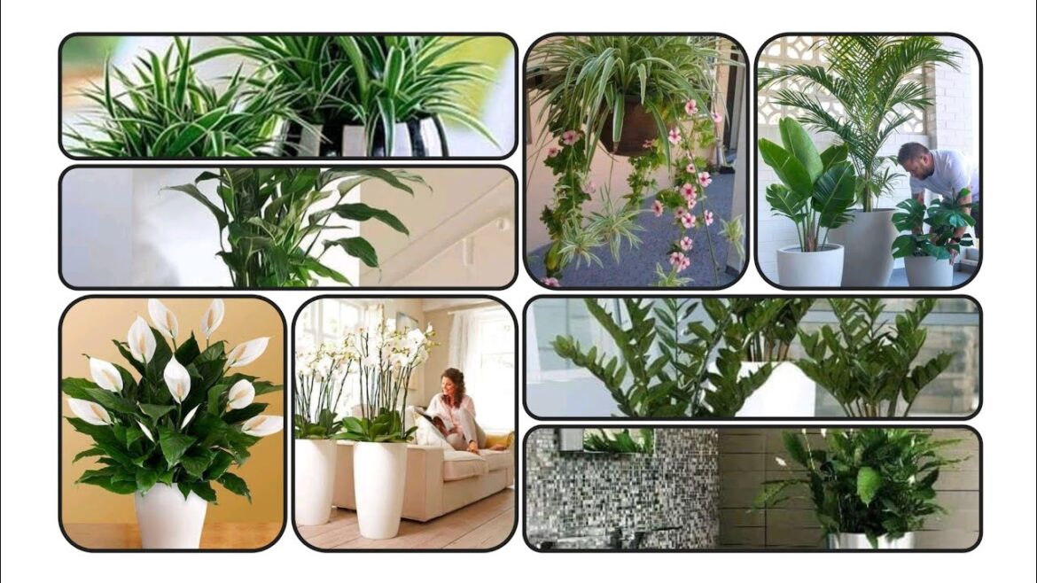 "DIY Indoor Plant Decor: Stylish and Sustainable"