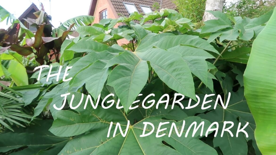 The Jungle Garden – Episode 25 | Plans for overwintering the garden The Jungle Garden - Episode 25 | Plans for overwintering the garden