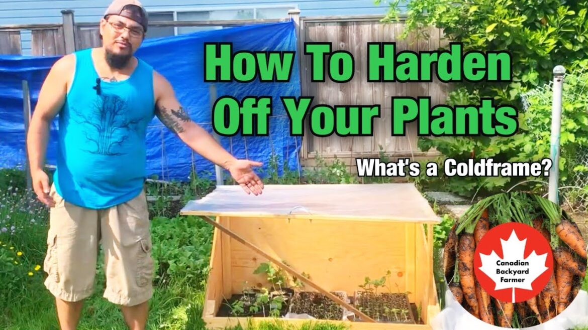 How To Harden Off Your Plants – Seed Starting and Garden Tips How To Harden Off Your Plants - Seed Starting and Garden Tips