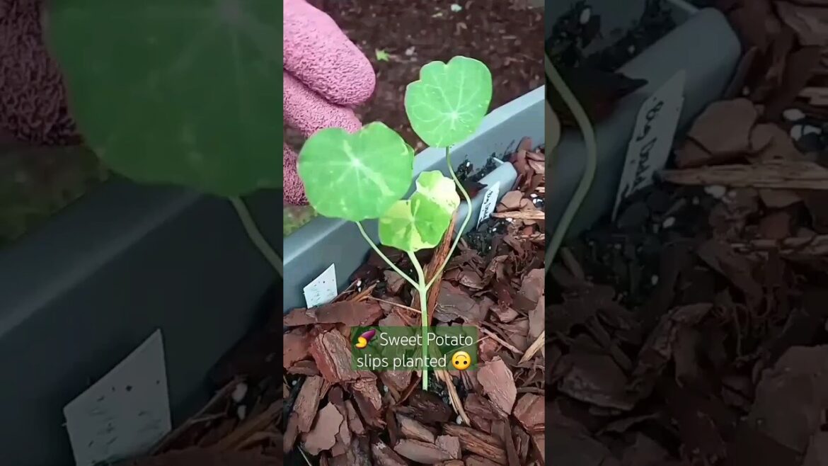 Small Space Gardening | Planted Sweet Potato slips | Container Garden