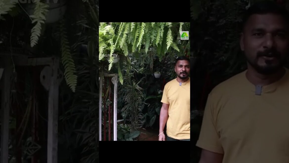 ഒന്നര സെന്റിൽ നാലായിരത്തിലധികം ചെടികൾ! ഷെനിൽ ഒരുക്കിയ ഈ ഹരിത സ്വർഗ്ഗം ഒന്ന് കാണേണ്ടത് തന്നെയാണ് ഒന്നര സെന്റിൽ നാലായിരത്തിലധികം ചെടികൾ! ഷെനിൽ ഒരുക്കിയ ഈ ഹരിത സ്വർഗ്ഗം ഒന്ന് കാണേണ്ടത് തന്നെയാണ്