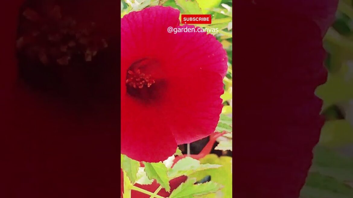 Winter Edible Flowering Plant #shorts #gardening #gardeningtips #gardeninspiration Winter Edible Flowering Plant #shorts #gardening #gardeningtips #gardeninspiration