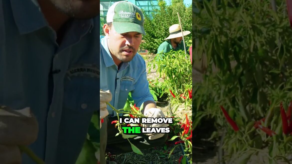 The Secret to Overwintering Plants for Lush Spring Growth #garden