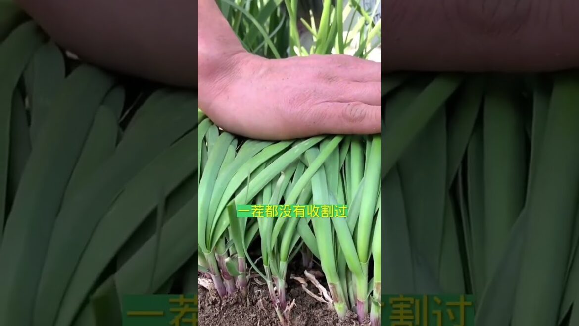 Simple tips growing garden at home by MeiMei  #short #vegetable