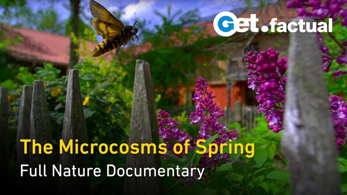 The Secret Garden - Springtime's Micro-Ecosystems - Full Nature Documentary