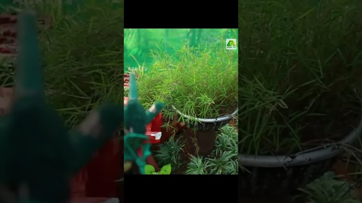 ആക്രി സാധനങ്ങൾ കൊണ്ടൊരു അടിപൊളി ഗാർഡൻ |Waste material ideas for home garden ആക്രി സാധനങ്ങൾ കൊണ്ടൊരു അടിപൊളി ഗാർഡൻ |Waste material ideas for home garden