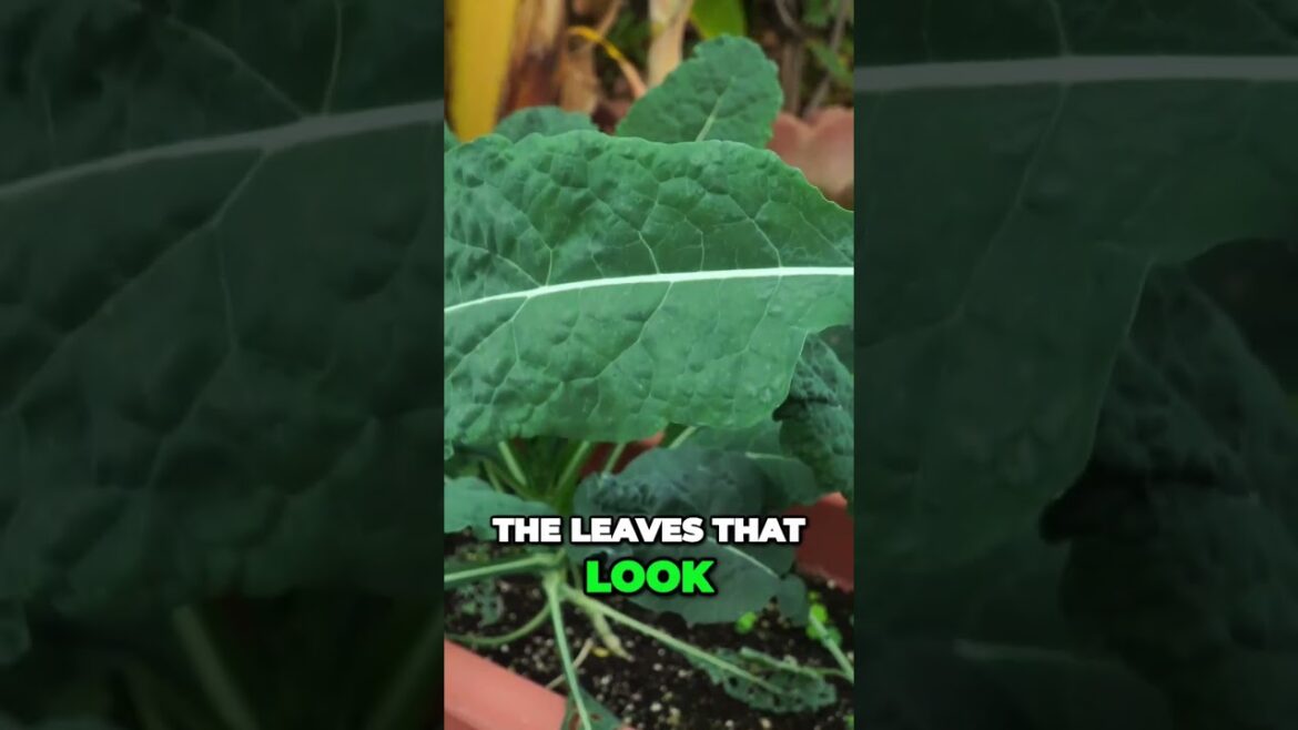 Thrive with Kale: Simple Care for Abundant Growth | #Shorts