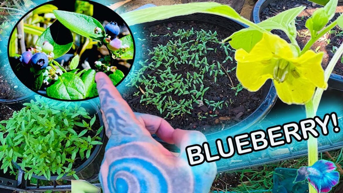GROWING BLUEBERRY IN POTS! GARDEN TOUR!!