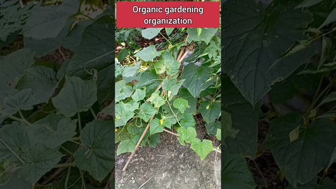 Harvest to vegetables 🌿| how to harvest | how to grow | #harvesting #harvest #shorts #shortfeed Harvest to vegetables 🌿| how to harvest | how to grow | #harvesting #harvest #shorts #shortfeed