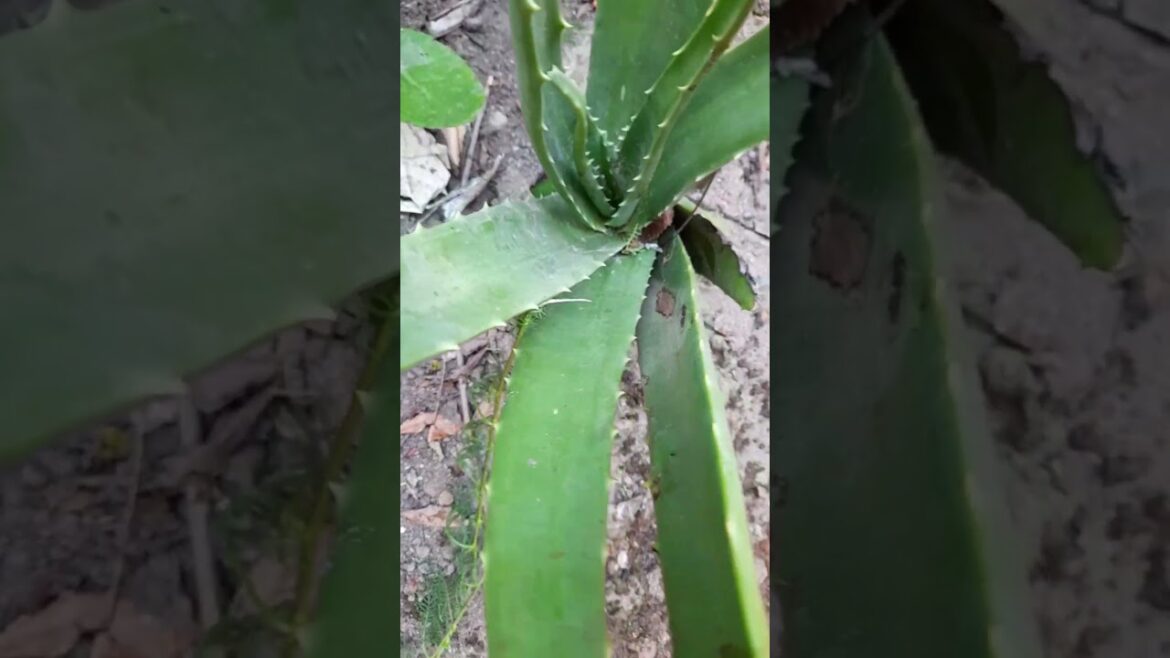 தினம் ஒரு செடி| கற்றாழை #aleovera #plants #tips #garden #youtube #yt #viral #video #tamil #shorts