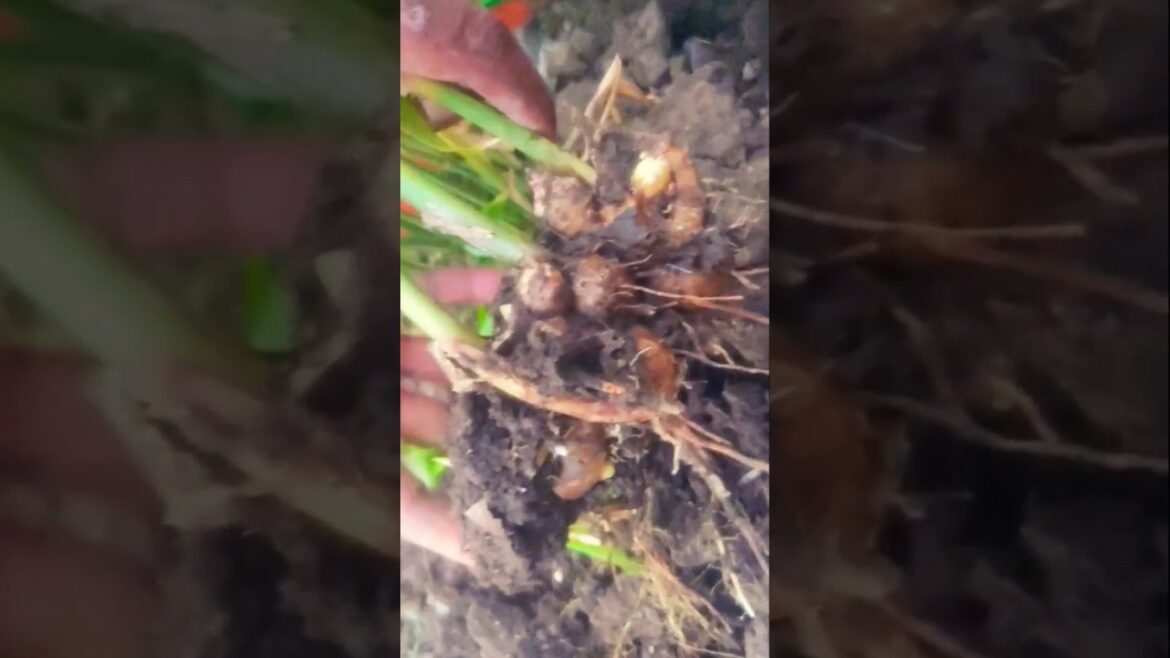 छत पर उगाये अदरक फ्री में #terracegarden #kitchengarden #youtubeshorts #shortvideo #ytshorts garden