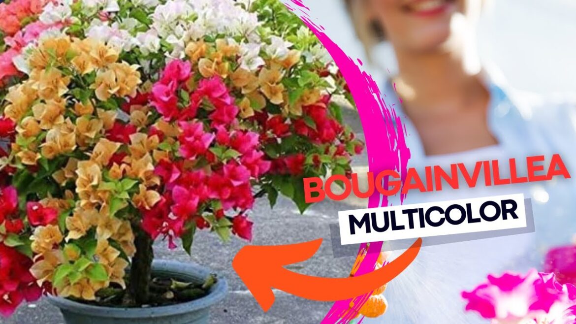 Bougainvillea Multicoloridas por Enxertia: Guia Passo a Passo