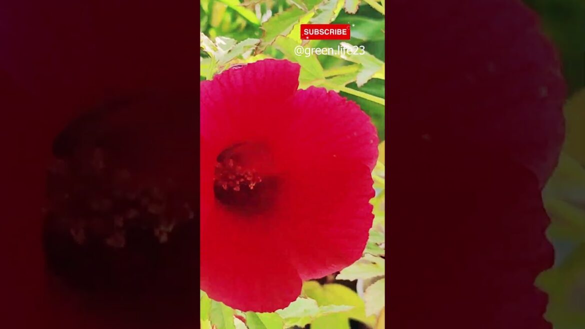 Winter Edible Flowering Plant #shorts #gardening #gardeningtips #gardeninspiration