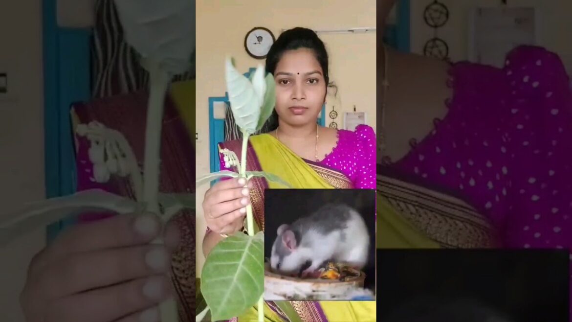 ఎలుకలంటే ఇది పెట్టండి మీ ఇంటి దరిదాపుల్లోకూడా రావు|getridofrats|tips&tricks|chitkalu|ytshorts