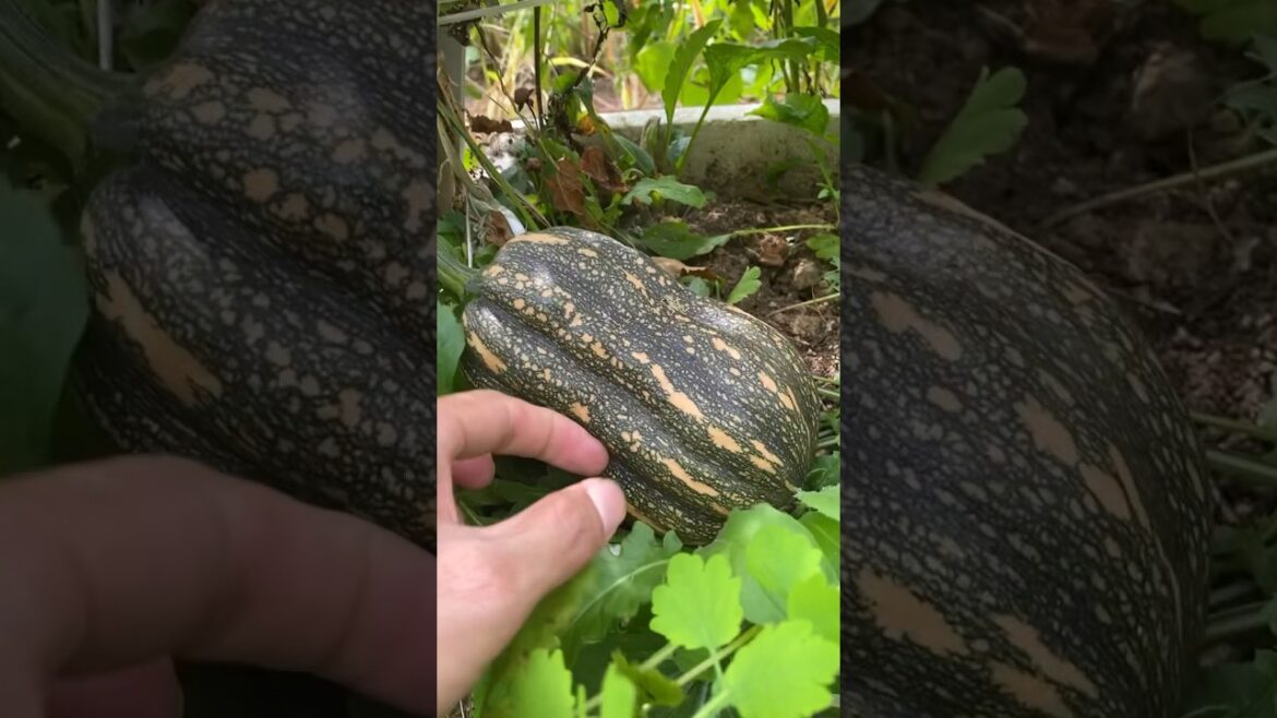 Amazing pumpkin 🎃 bigger #vegetablegardening #fallactivities #nature #garden #fruitgarden