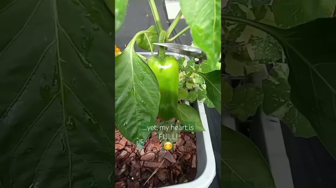 My FIRST HARVEST! 😊 | Small Space Gardening | Container Garden