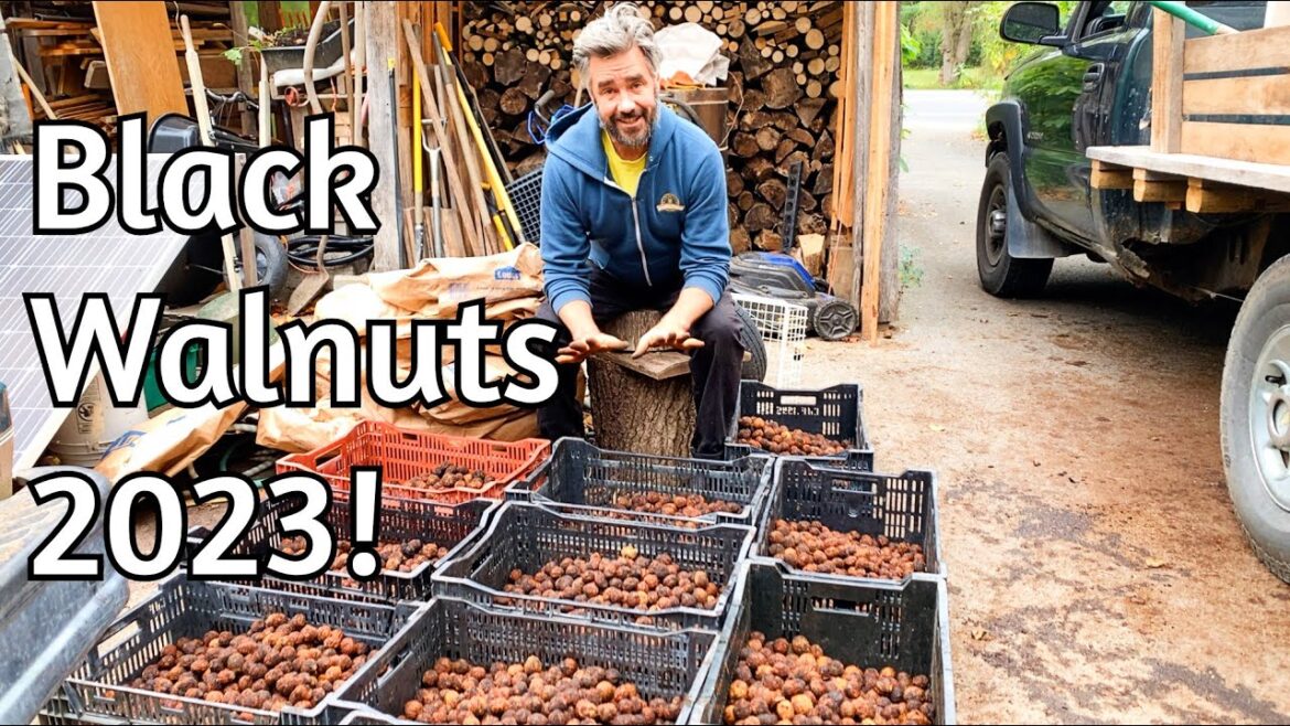 Black Walnut Processing - 2023