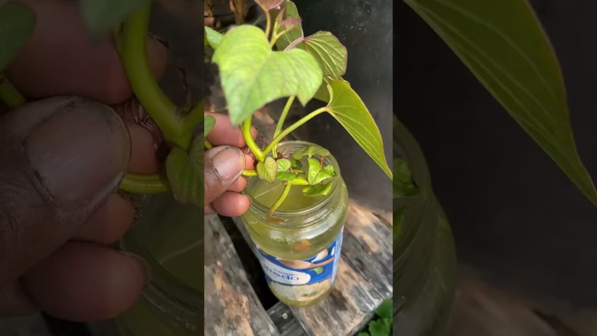 🍠 #sweet potato slips #container gardening