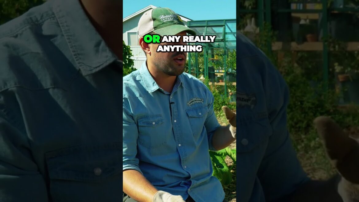 Maximize Your Pepper Harvest with Perennial Plants Seed Experiments #garden Maximize Your Pepper Harvest with Perennial Plants Seed Experiments #garden