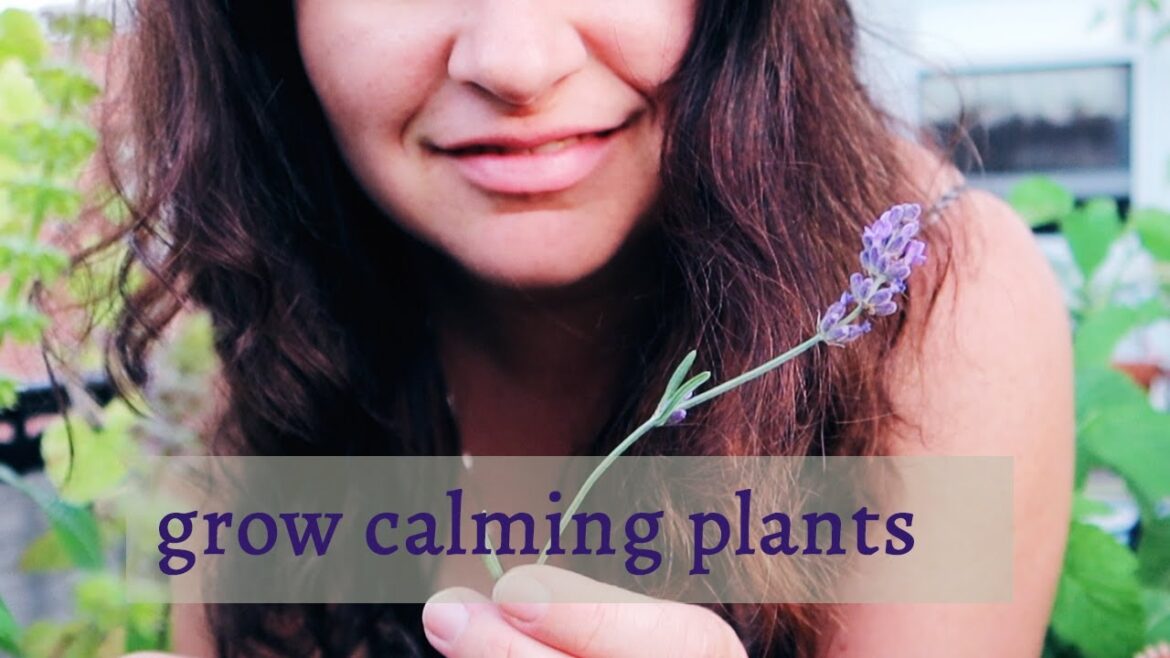 6 soothing plants to grow in a small container garden 6 soothing plants to grow in a small container garden